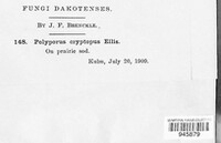 Picipes rhizophilus image